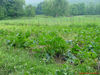 DSC02109.jpg
