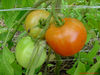 DSC02132.jpg