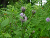 DSC02139.jpg