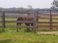Hanover_foals.jpg